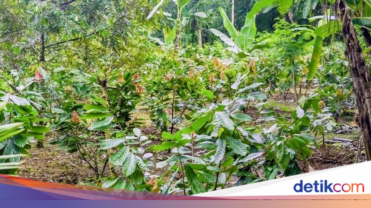 Sempat Mati Suri, Pemkab Badung Dorong Kebangkitan Komoditas Kakao