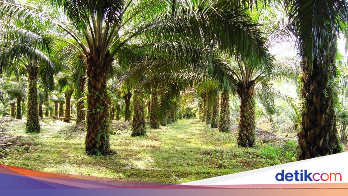 Gubernur Jabar Terbitkan SE Larang Tanam Pohon Sawit