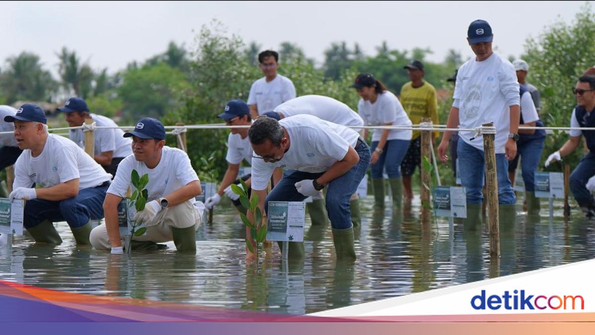 Jaga Ekosistem Pesisir, WEGE Tanam 3.500 Bibit Mangrove di 2 Lokasi