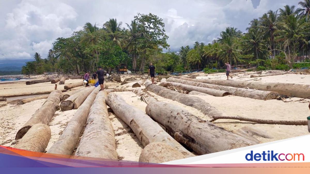 Kemenhut: Gelondongan Kayu di Lampung Bukan Hanyut Akibat Banjir Sumatera