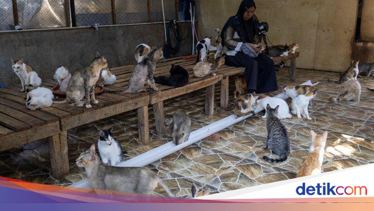 Kisah Warga Penyelamat Kucing di Tengah Banjir Bandang Sumbar