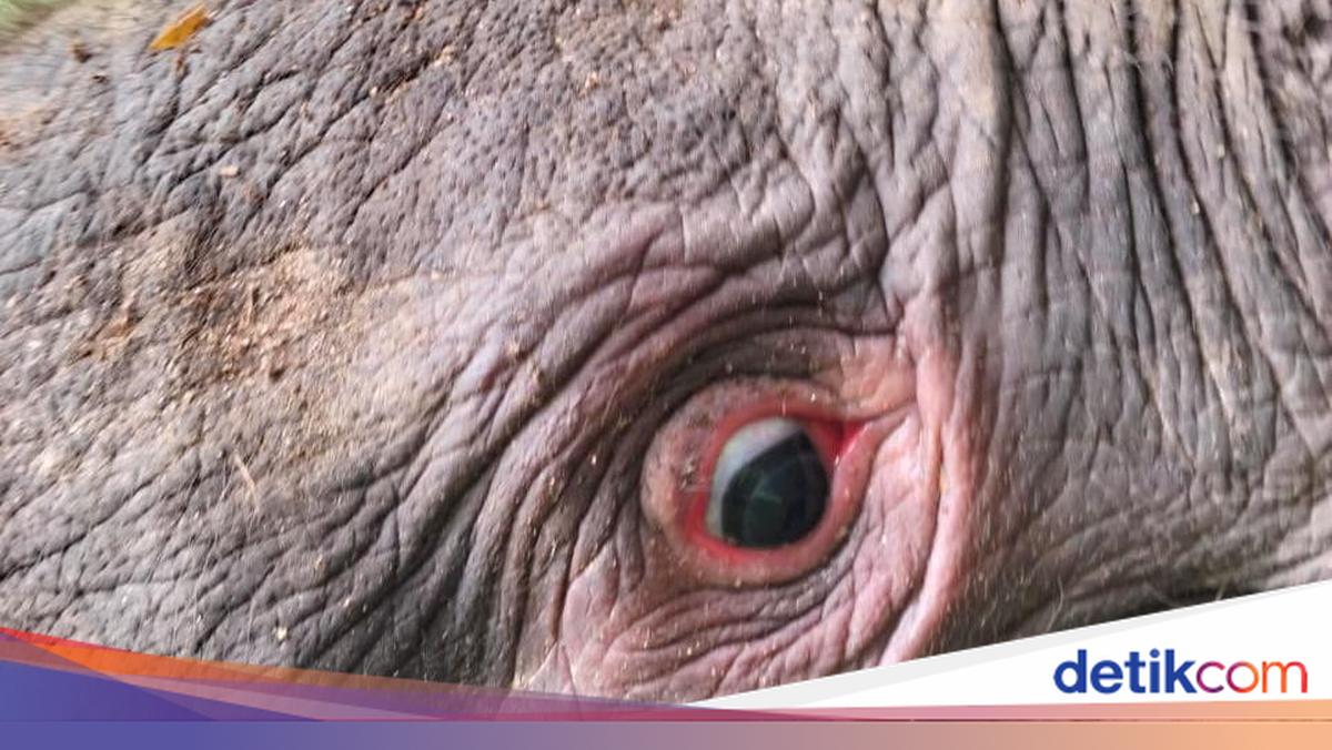 Kemenhut Klarifikasi Perusahaan terkait Gajah Mati Tanpa Kepala di Riau