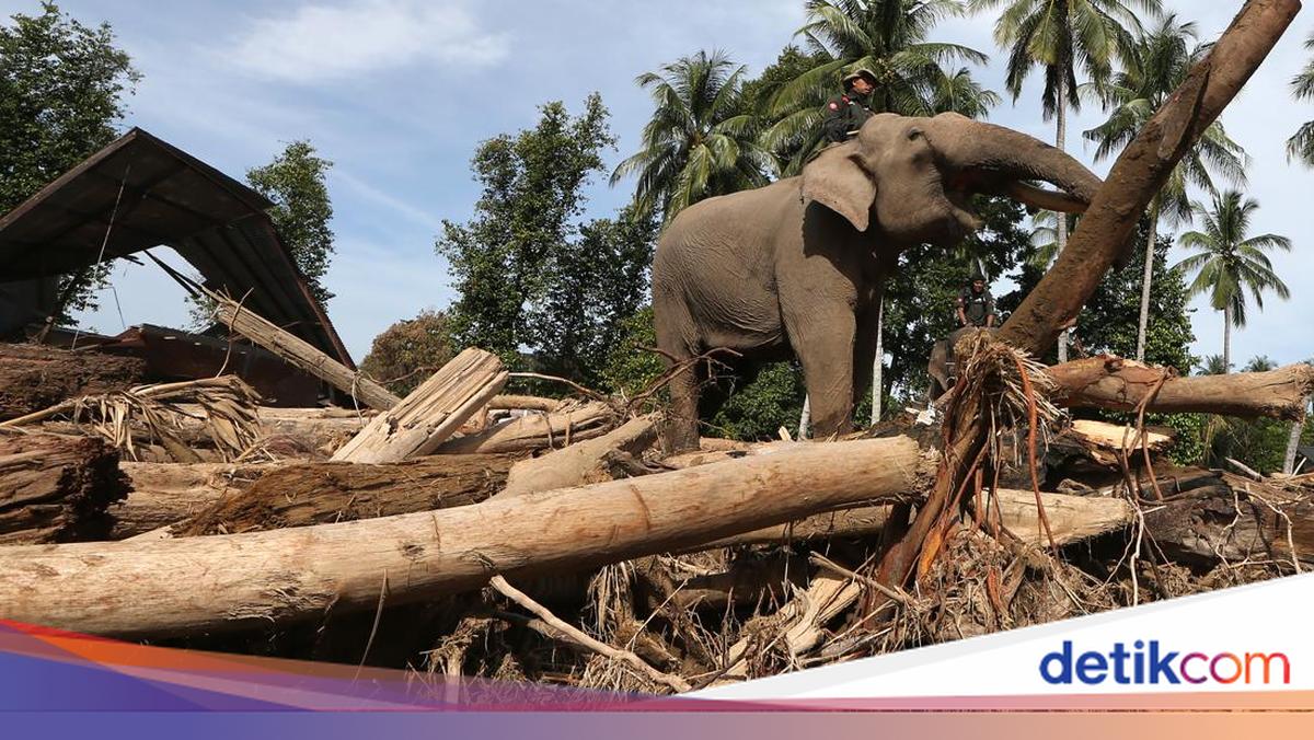 Anggota DPR Kritik BKSDA Aceh Kerahkan Gajah Bersihkan Kayu Sisa Banjir