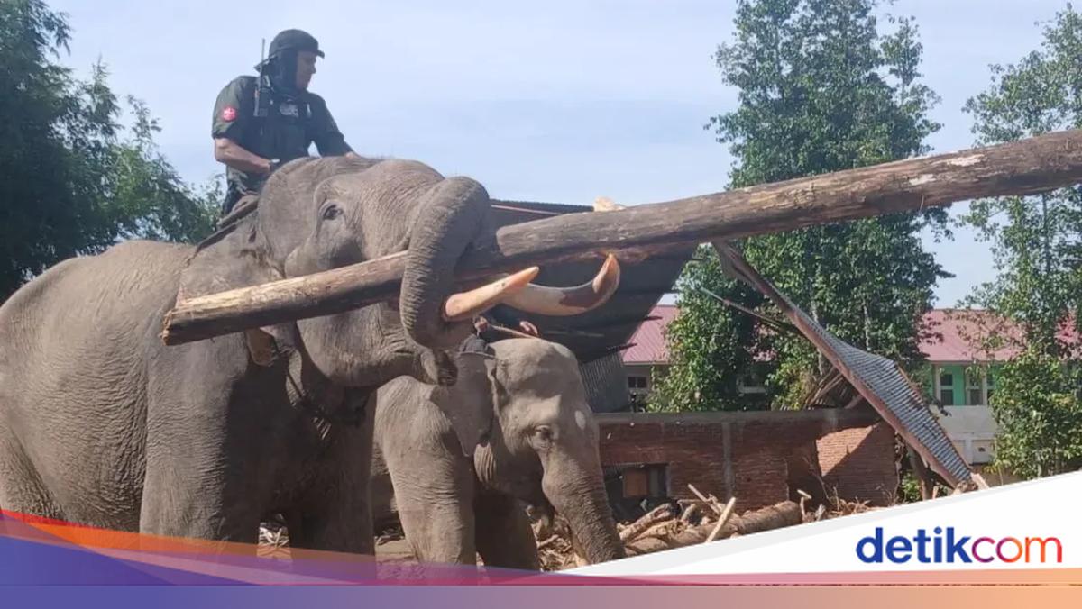 Gajah-gajah Terlatih Dilibatkan Bersihkan Puing Banjir Bandang di Aceh