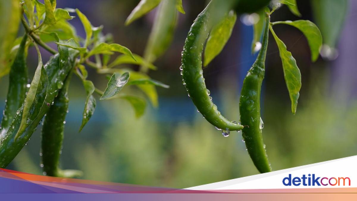 Prakiraan Cuaca Cirebon Hari Ini, Minggu 15 Februari 2026