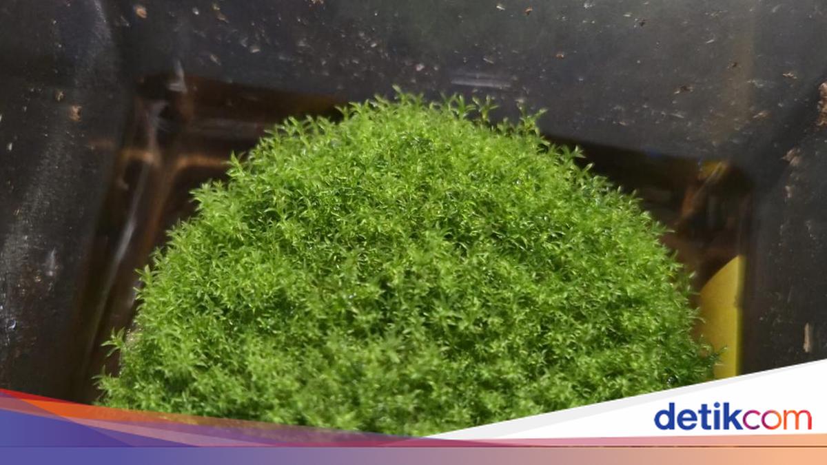 エクストリームプラント！この小さな緑色の宇宙船は宇宙で9か月生存できる
