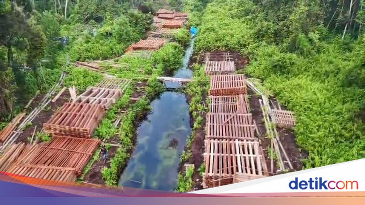 Potret Ratusan Kubik Kayu Illegal Logging di Inhu yang Dibongkar Polisi