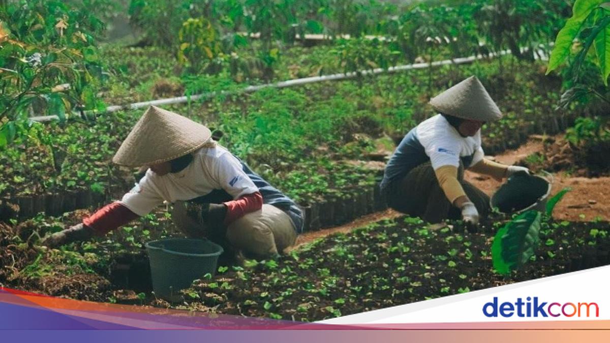 Astra Dukung Pemberdayaan Petani Kopi Garut, Omzet Naik-Ekspor Melesat