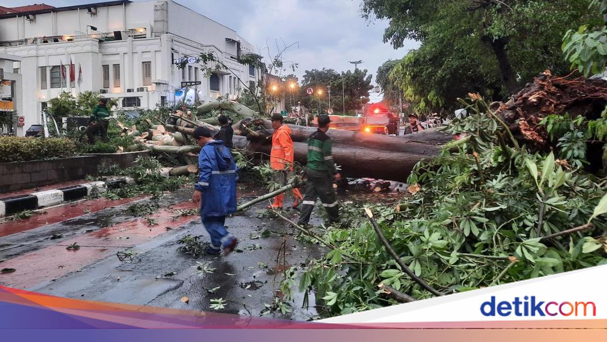 Penampakan Pohon Tumbang di Pinangsia Jakbar Tutup Jalan