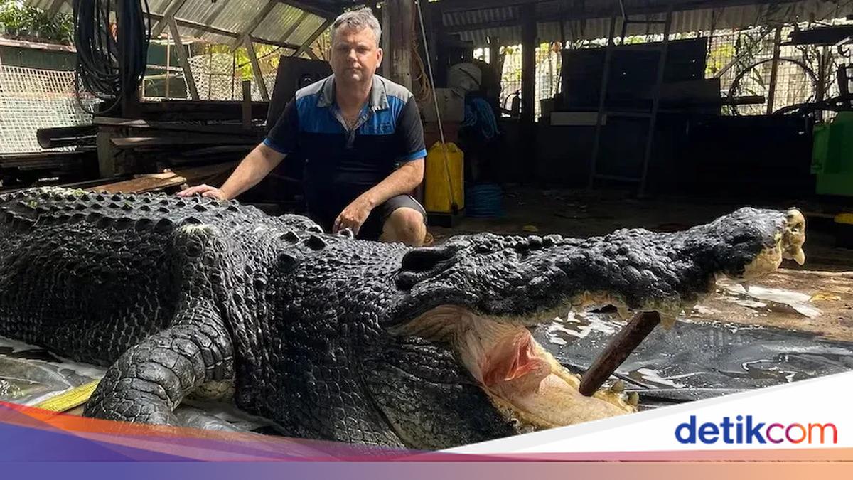 Terkuak! Ini Penyebab Kematian Buaya Raksasa Cassius