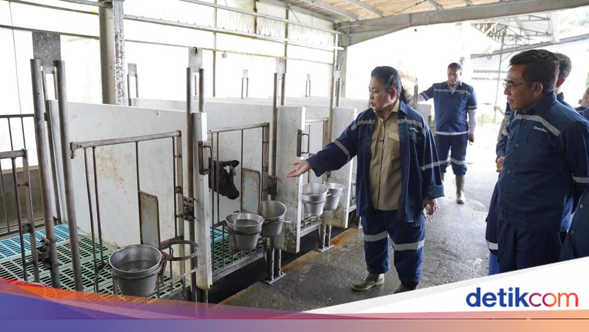Impor Susu Capai 80%, Komisi IV Desak Pemerintah Genjot Swasembada Nasional