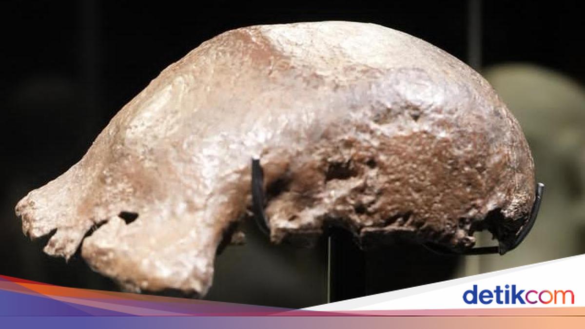 Fosil Java Man yang Dikembalikan dari Belanda Dipamerkan Kemenbud