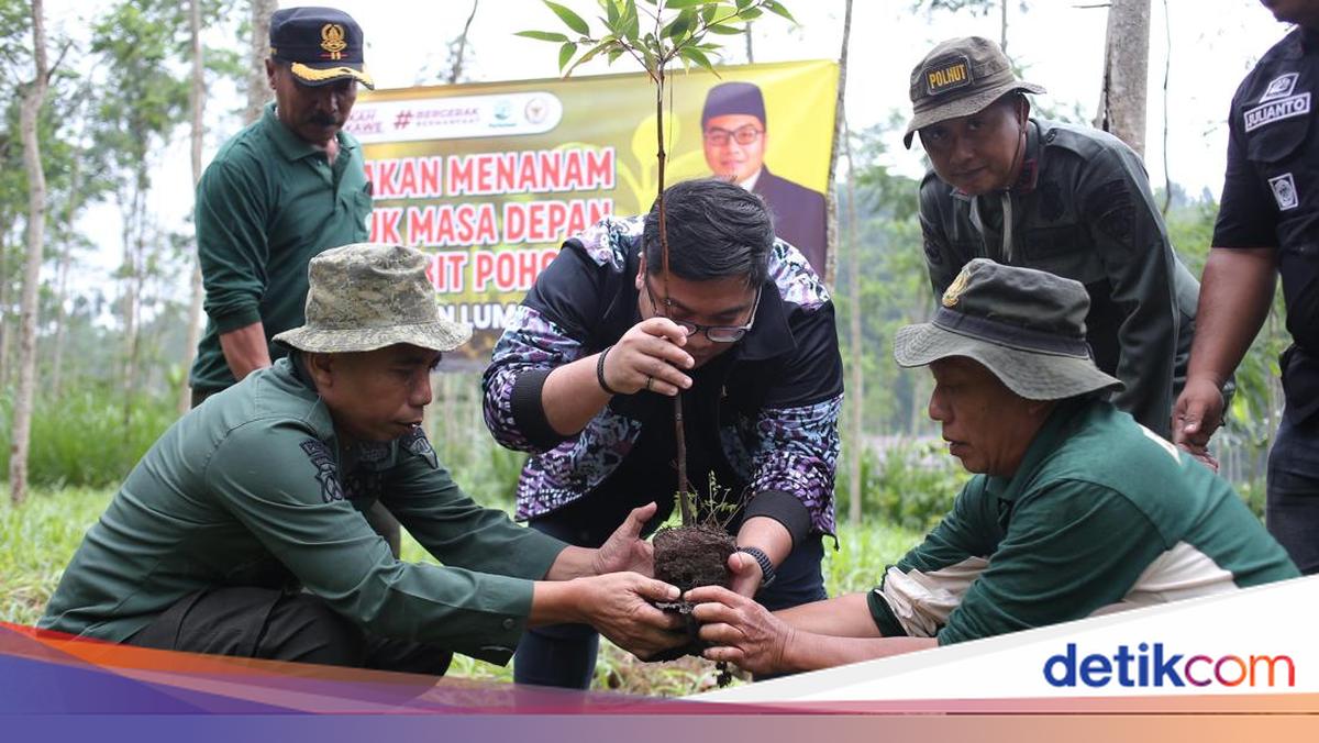 Anggota DPR Kawendra Bareng Perhutani Tanam 888 Bibit Pohon di Lumajang