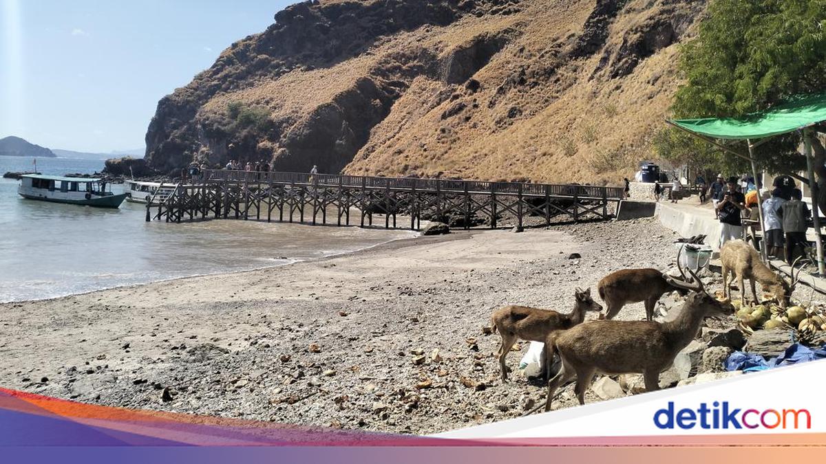 BTNK Klaim Populasi Rusa TN Komodo Stabil di Tengah Perburuan Liar