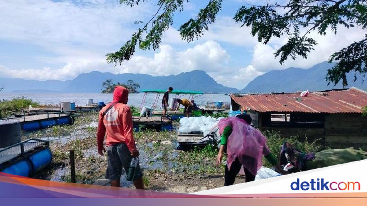 1.428 Ton Ikan di Danau Maninjau Sumbar Mati, Apa Penyebabnya?