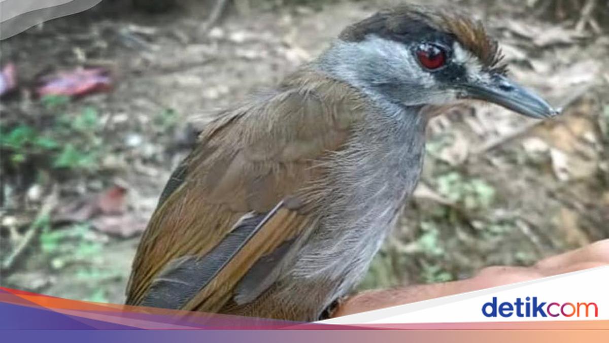 Kembalinya Burung Pelanduk Kalimantan yang Hilang Selama 172 Tahun
