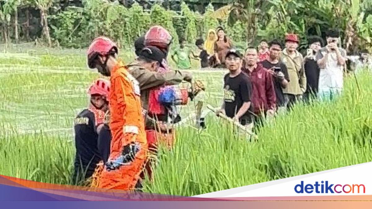 Sulitnya Evakuasi Buaya Jumbo di Sawah Bekasi: Berontak hingga Tali Putus