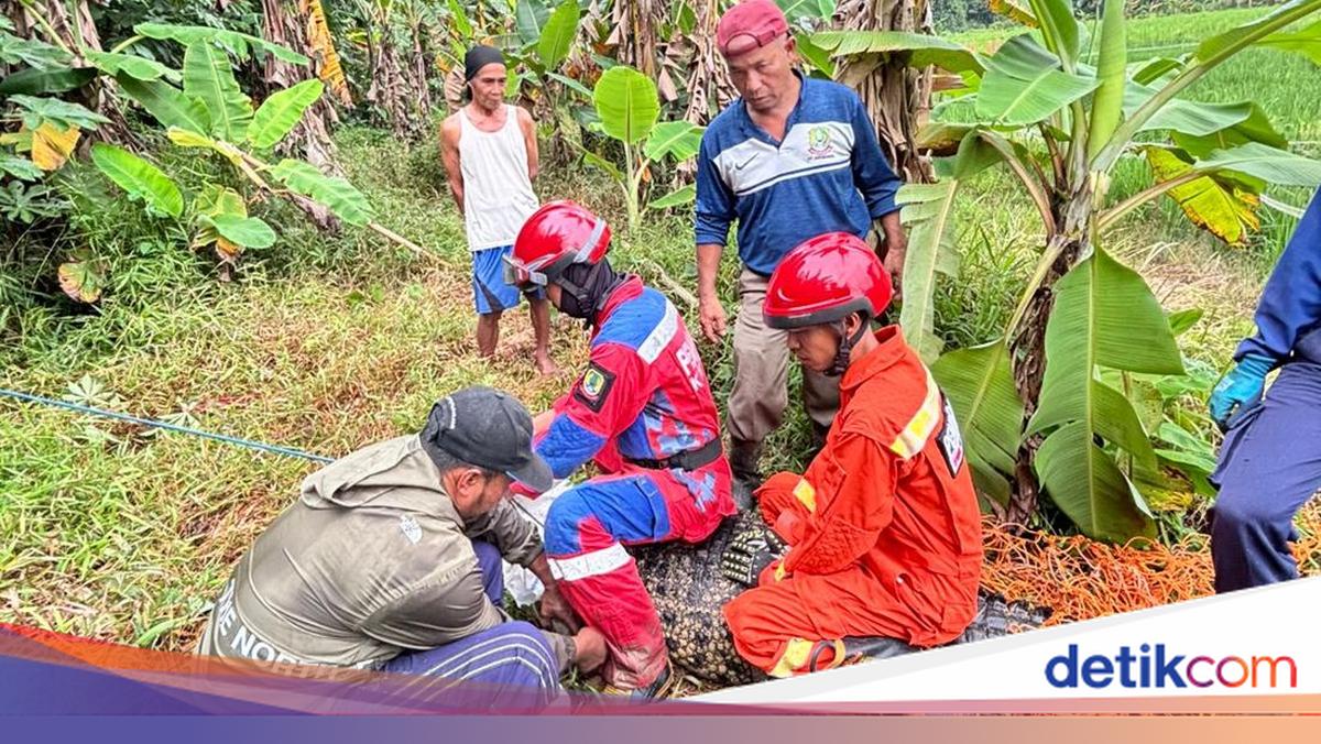 Buaya Nyasar ke Sawah Bekasi Bikin Damkar Kewalahan saat Evakuasi