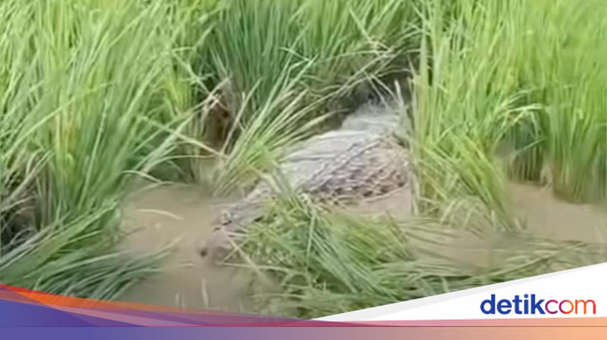 Hii.. Ada Buaya Besar Muncul di Tengah Sawah Bantargebang Bekasi