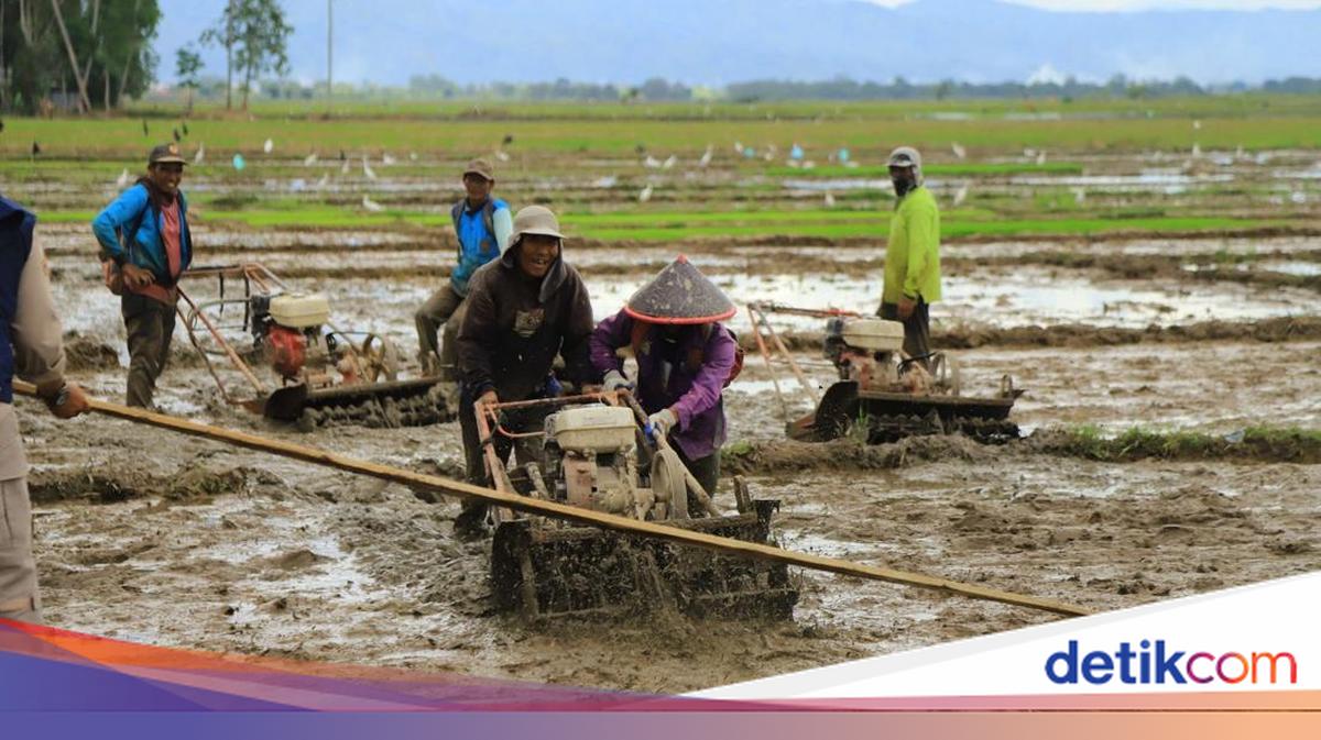 Guru Besar UGM Apresiasi Kementan Capai Target Percepatan Swasembada Beras