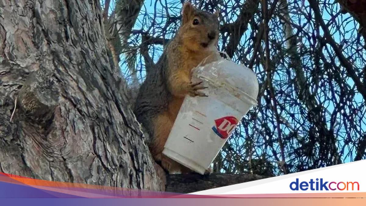 Maling! Momen Hewan Licik Pencuri Makanan Tertangkap Kamera