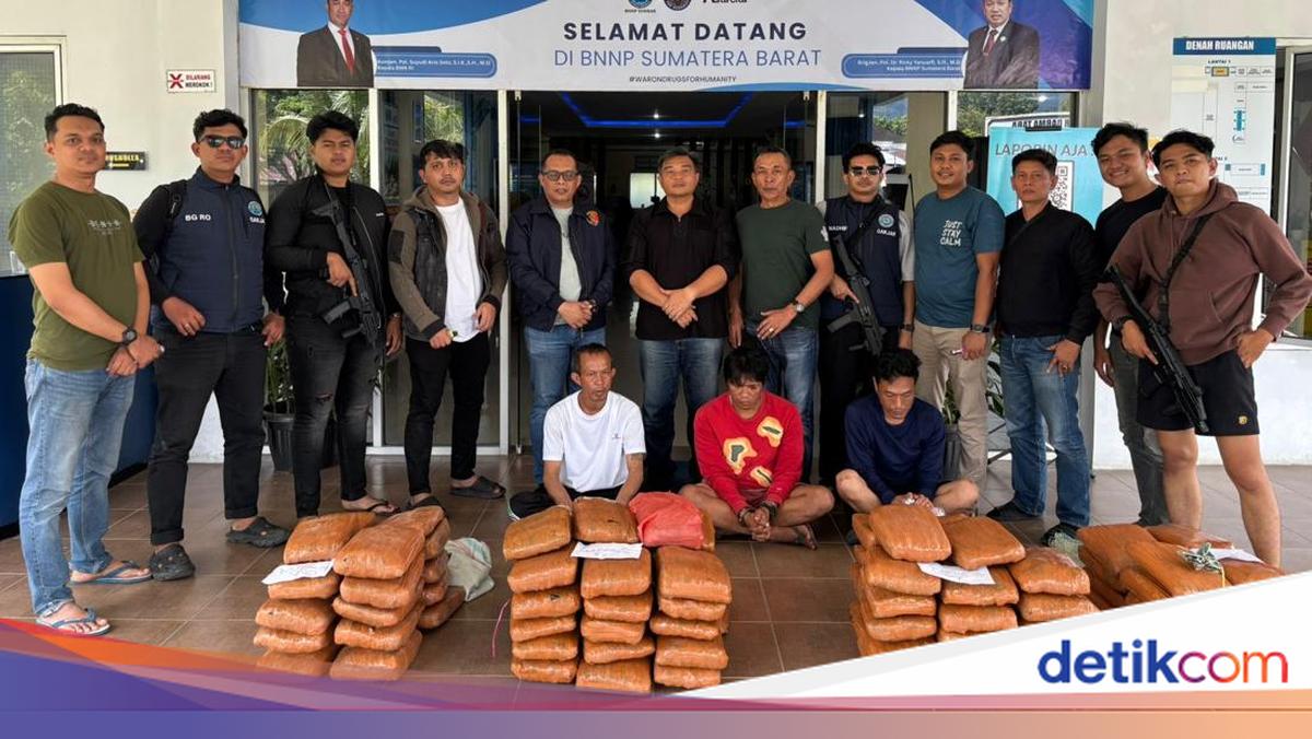 BNN Sumbar Bongkar Peredaran 100 Paket Ganja di Agam, 3 Orang Diamankan