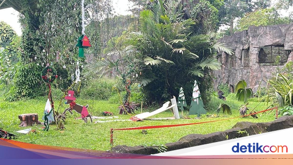 Ragunan Gelar Feeding Gorila di Momen Libur Natal dan Tahun Baru