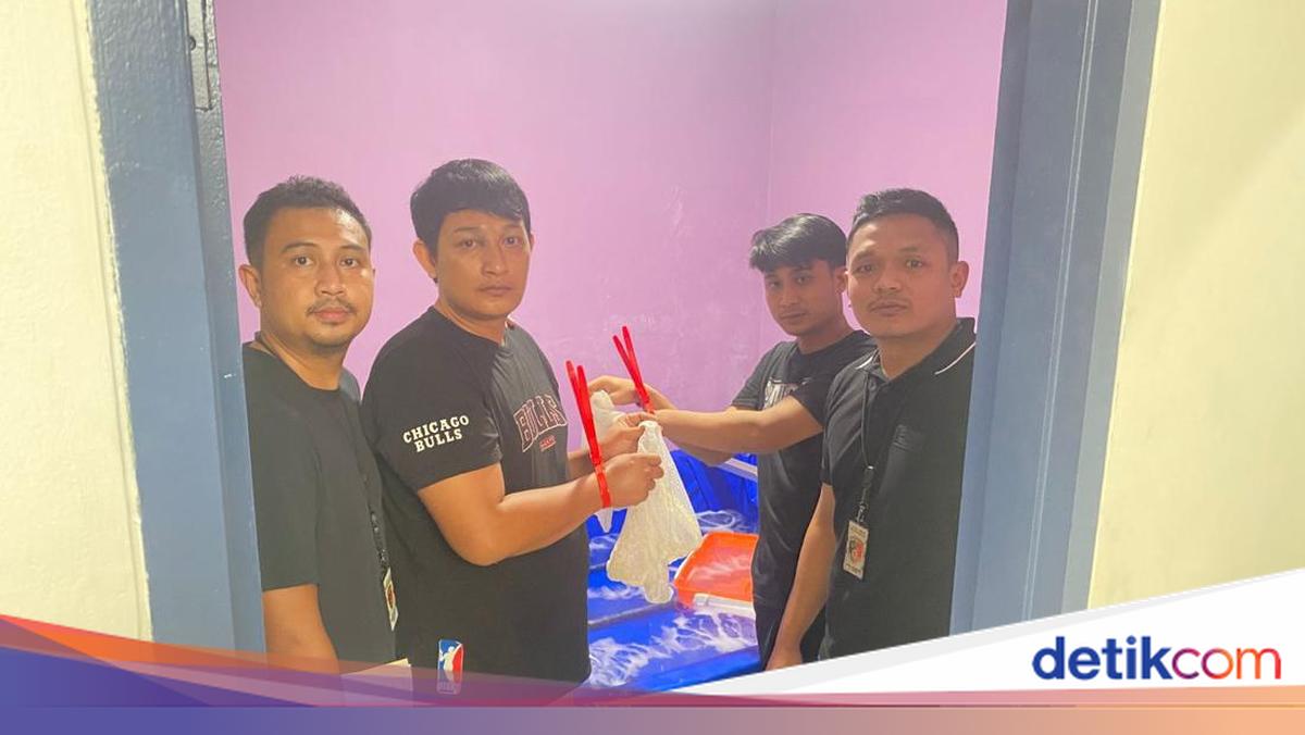 Polisi Bongkar Peredaran Lobster Ilegal di Tangerang, 2 Orang Ditangkap