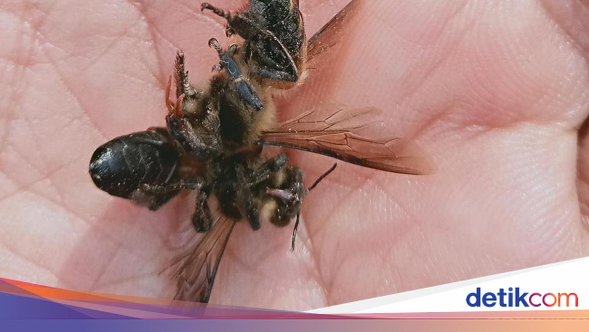 Ibu dan Anak di Rumpin Bogor Diserang Tawon Vespa, Damkar Evakuasi Sarang