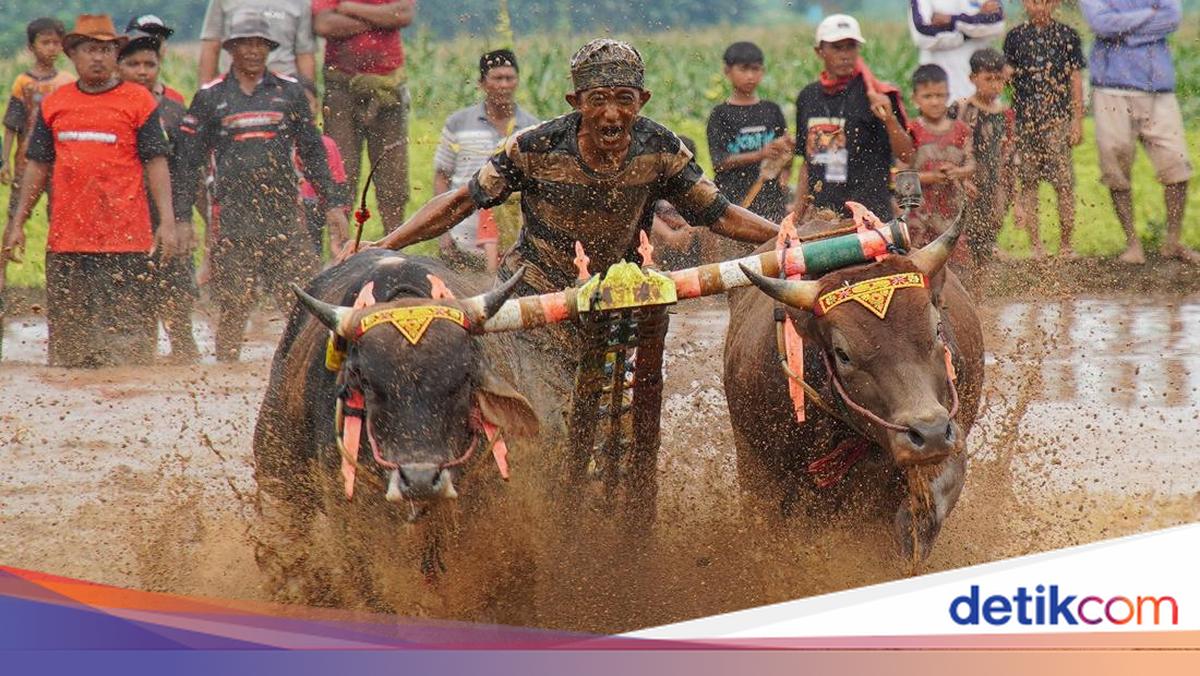 Karapan Sapi Sakak Probolinggo Jadi Daya Tarik Wisata Akhir Tahun