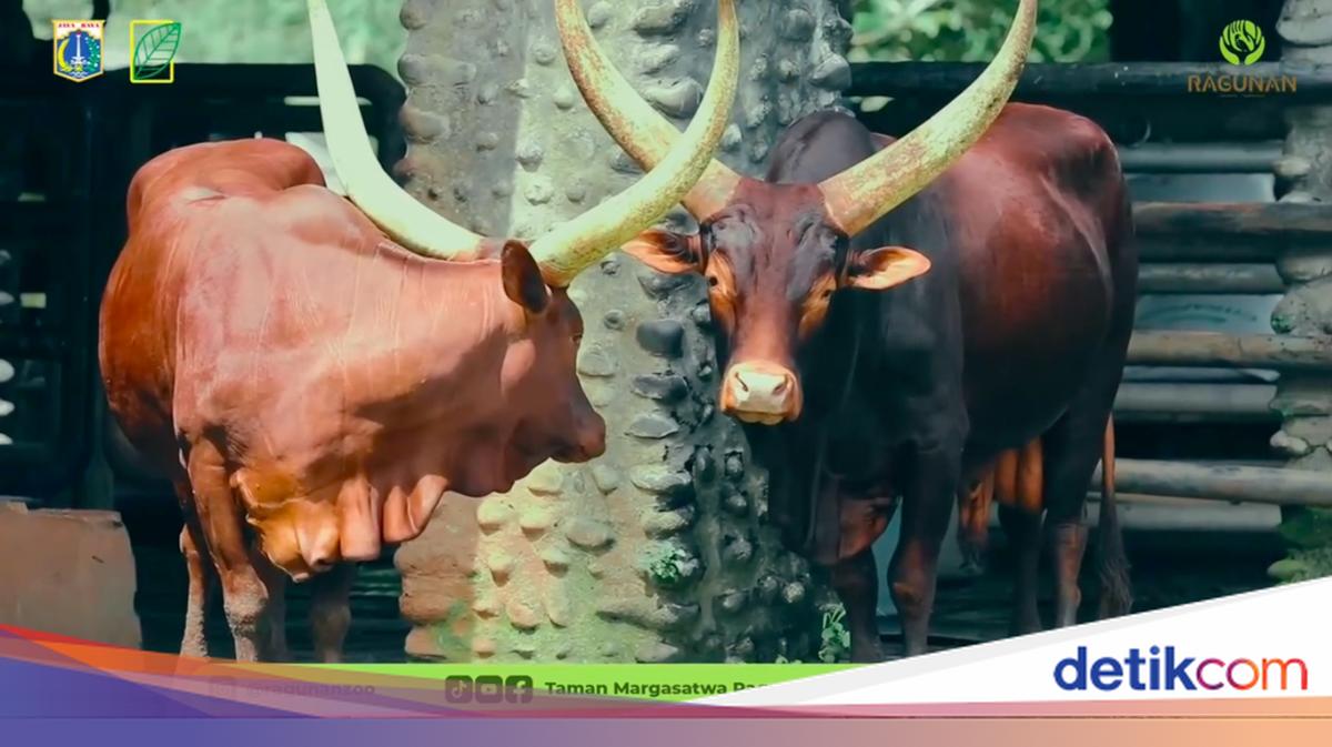 Sambut Tahun Baru, Yogi dan Jihan Sapi Afrika Tambah Daftar Satwa di Ragunan