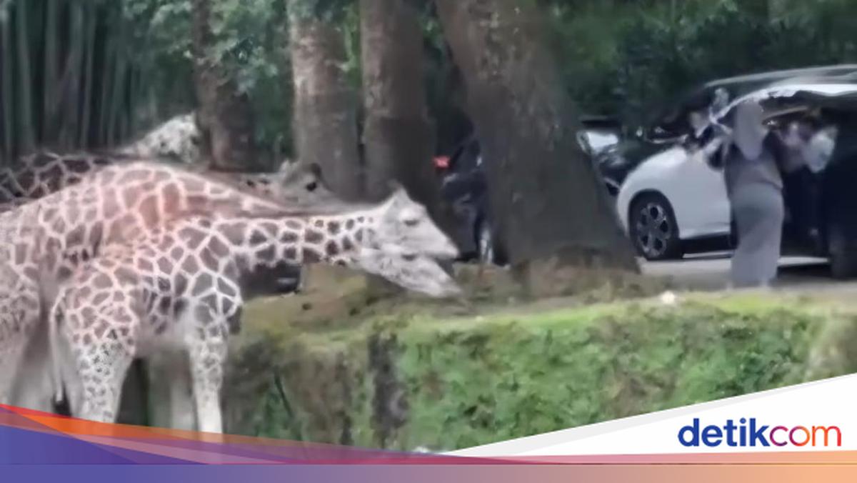 Ramai Kecaman ke Pengunjung Taman Safari Bogor Keluar Mobil di Area Satwa