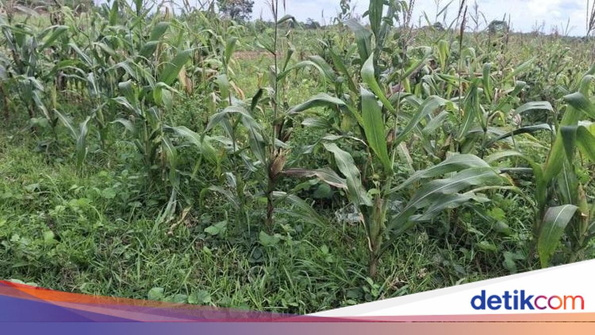 Polisi Bantah Isu Lahan Jagung di Tigaraksa Terbengkalai: Januari Panen