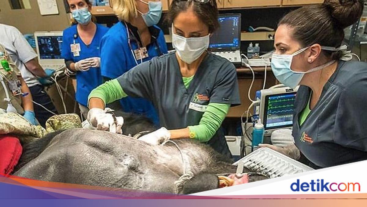 Ngeri! Foto Pekerjaan Paling Berbahaya, Tugasnya Taruhan Nyawa
