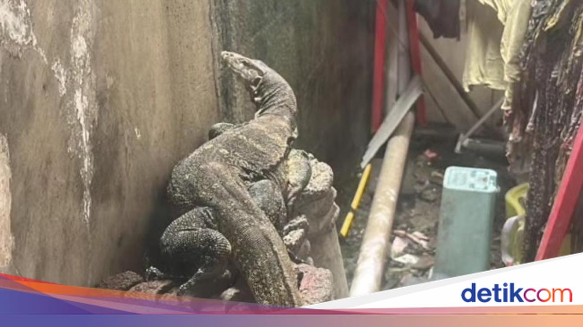 Takut Lihat Biawak saat Jemur Pakaian, Warga di Bogor Panggil Damkar