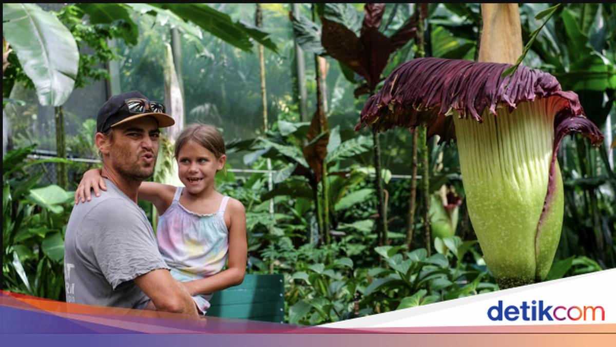 Bunga Bangkai Asli Sumbar Tarik Ribuan Pengunjung Taman di Negara Tetangga