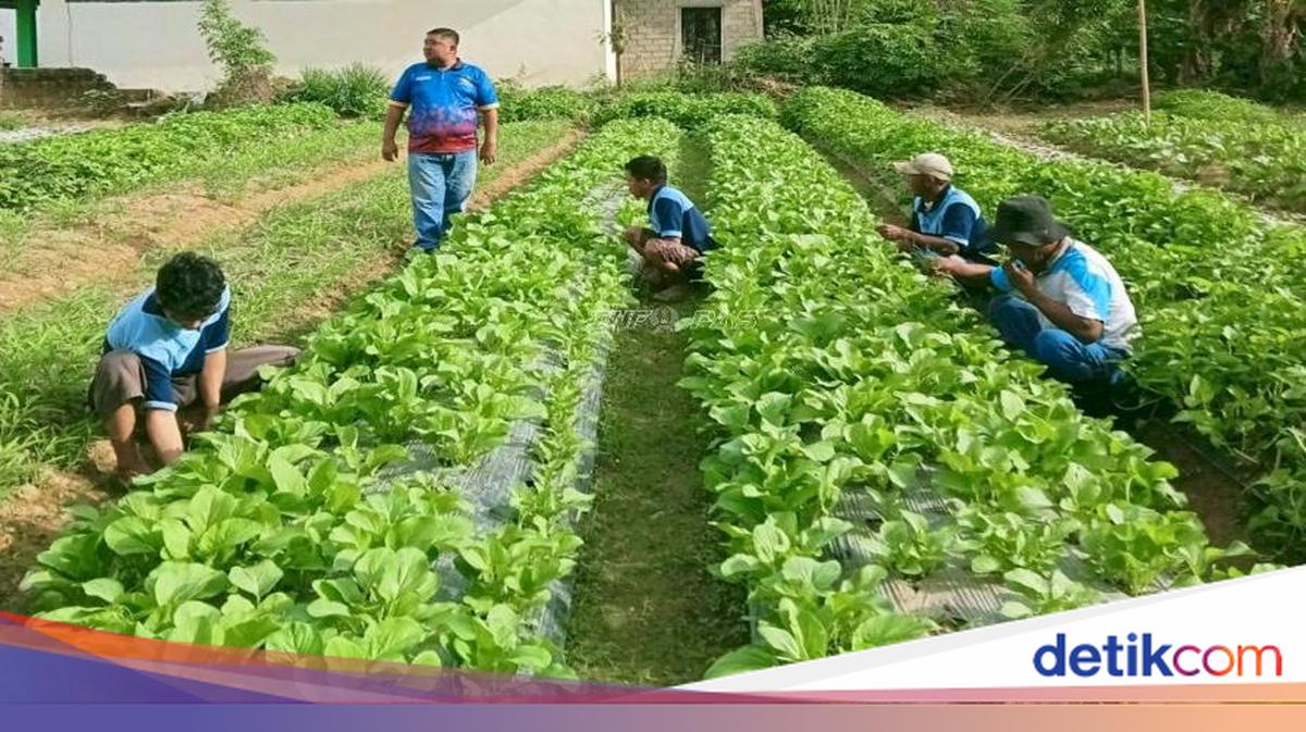 Geliat Ketahanan Pangan di Lapas Awal 2026: Panen Sayur hingga Produksi VCO