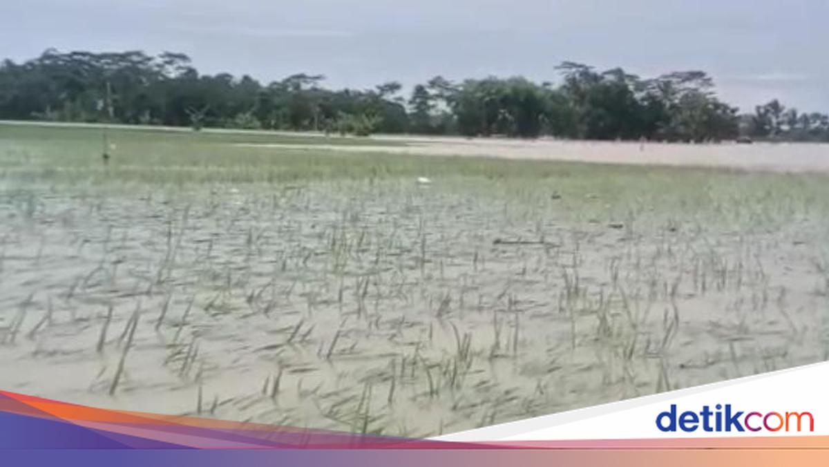 Ratusan Hektare Sawah di Pandeglang Terancam Gagal Panen Usai Kebanjiran