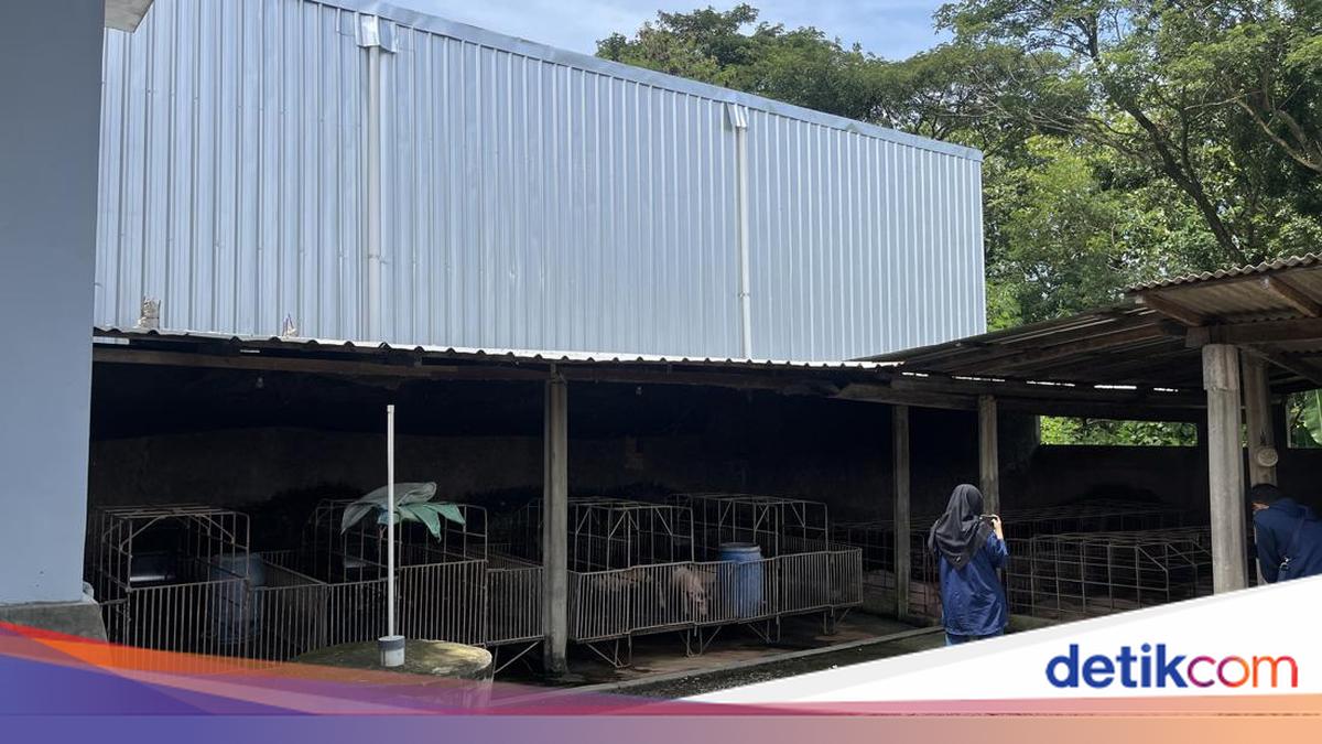 Diminta Tutup, Peternak Babi Sebelah SPPG di Sragen Minta Kompensasi Rp 1 M