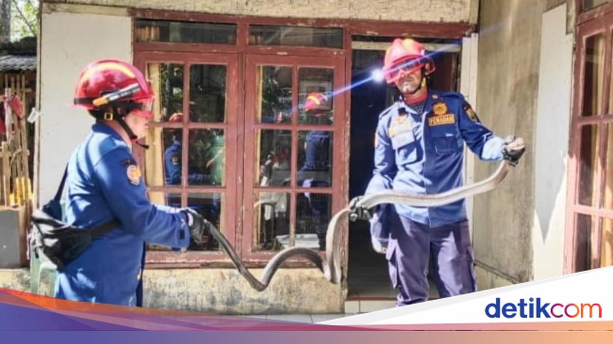 Ngeri! Nasikin Lolos dari King Kobra yang Mengintai di Bawah Kasur
