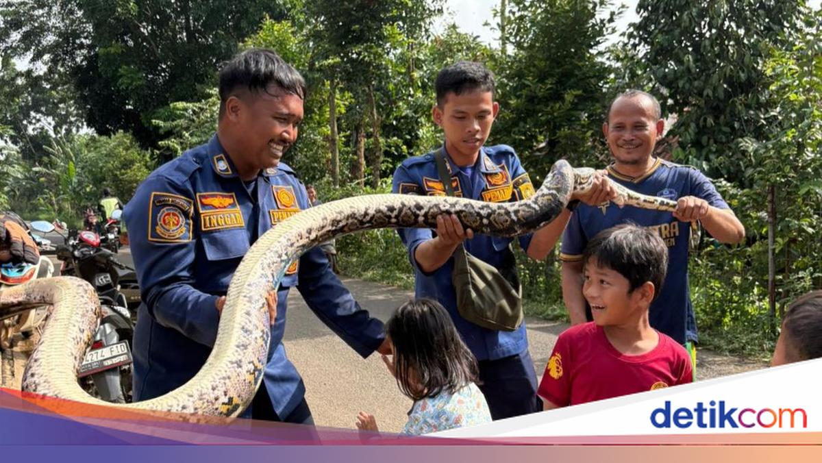 Ular Sanca 3 Meter Muncul di Saluran Limbah RPA Cileungsi, Warga Lapor Damkar