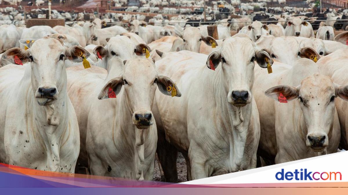 Indonesia Impor 100.000 Sapi dari Brasil