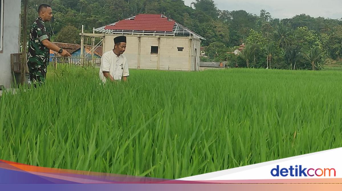 Perjuangan Aseng Garap Sawah di Cianjur Berbuah Satyalencana Wira Karya