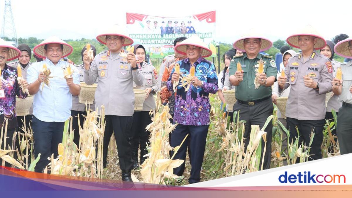 Polresta-Pemkab Tangerang Panen Raya Jagung di Tigaraksa, Hasil Capai 2 Ton