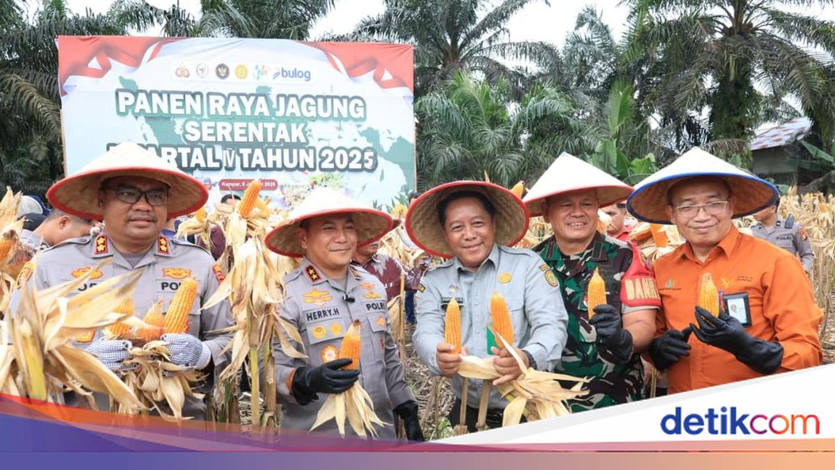 Dukung Kedaulatan Pangan, Polda Riau Panen 100 Ton Jagung dari 36 Ha Lahan