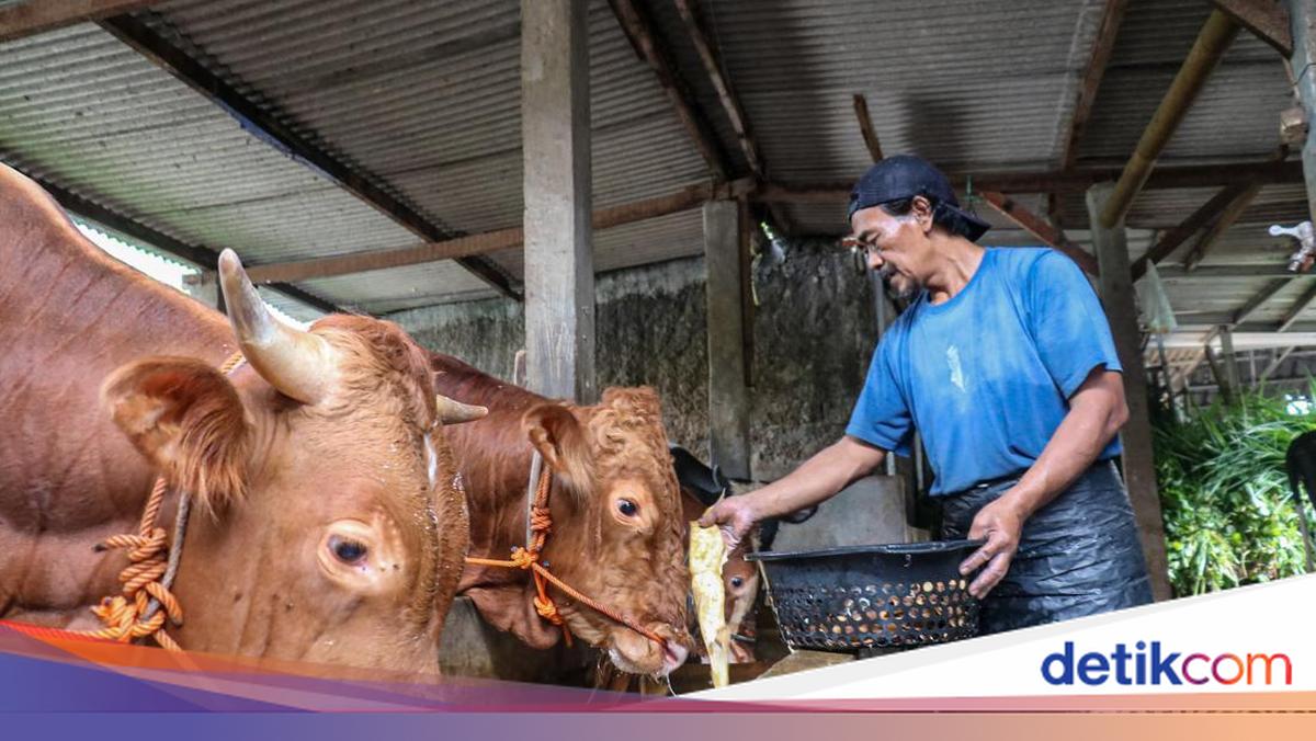 Pemprov DKI Bakal Bangun Kandang Sapi di Ciangir, Bisa Tampung 1.000 Ekor