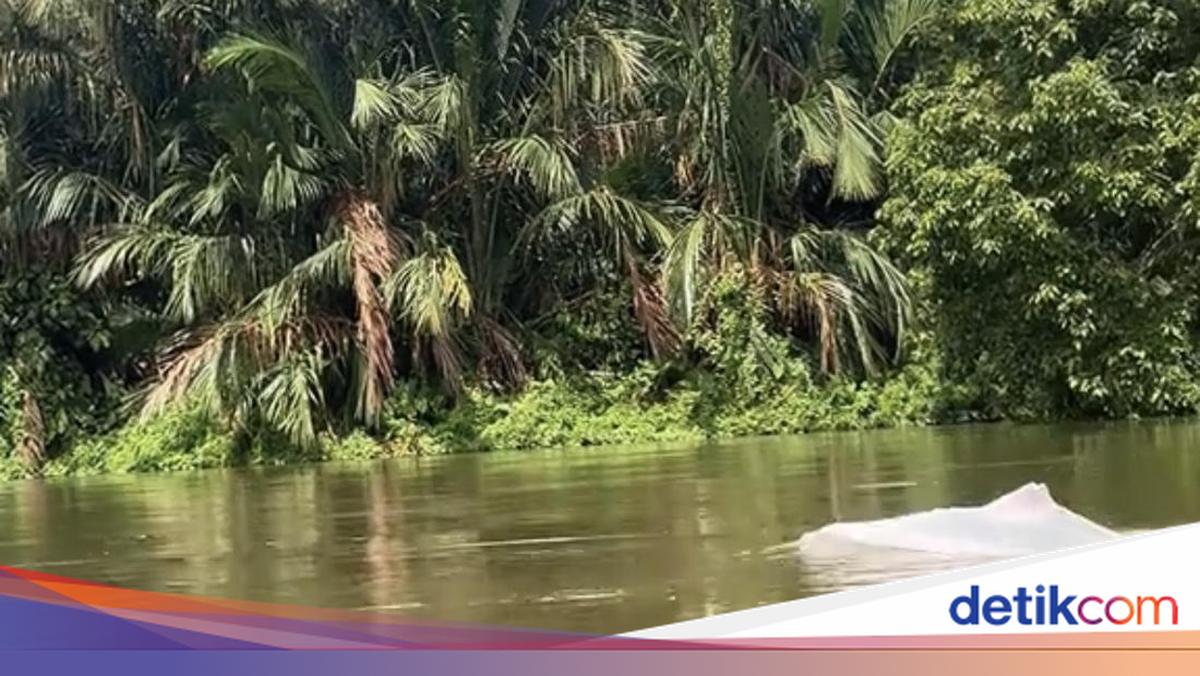 Bikin Geger, Hewan Putih Mirip Lumba-lumba Muncul di Perairan Asahan