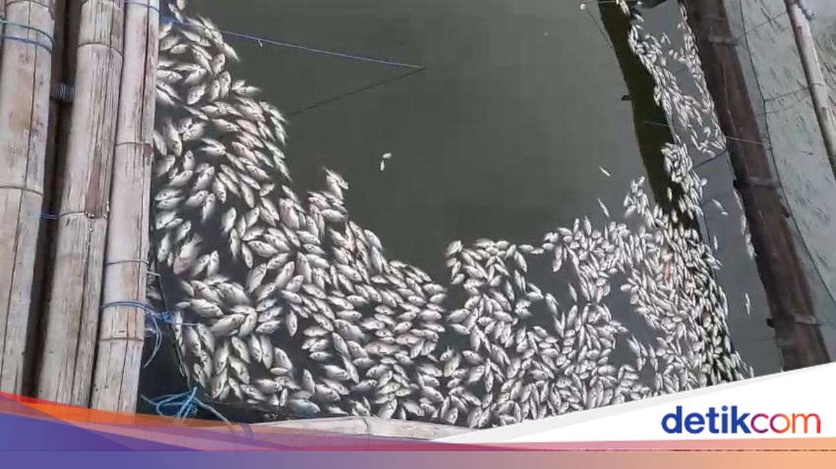Ribuan Ikan di Ranu Grati Pasuruan Mati Akibat Sapon, Petambak Merugi