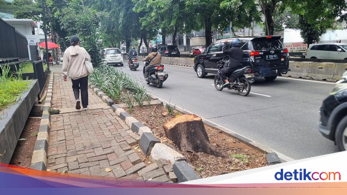 Penampakan Sisa Pohon di Kebayoran Lama Diduga Ditebang Oknum ASN