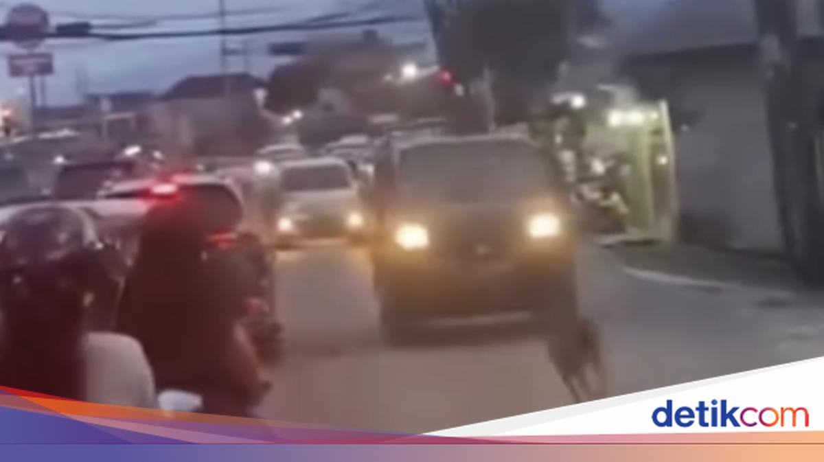 Viral Rusa Berlarian di Jalan Raya Gegerkan Warga Kota Bogor